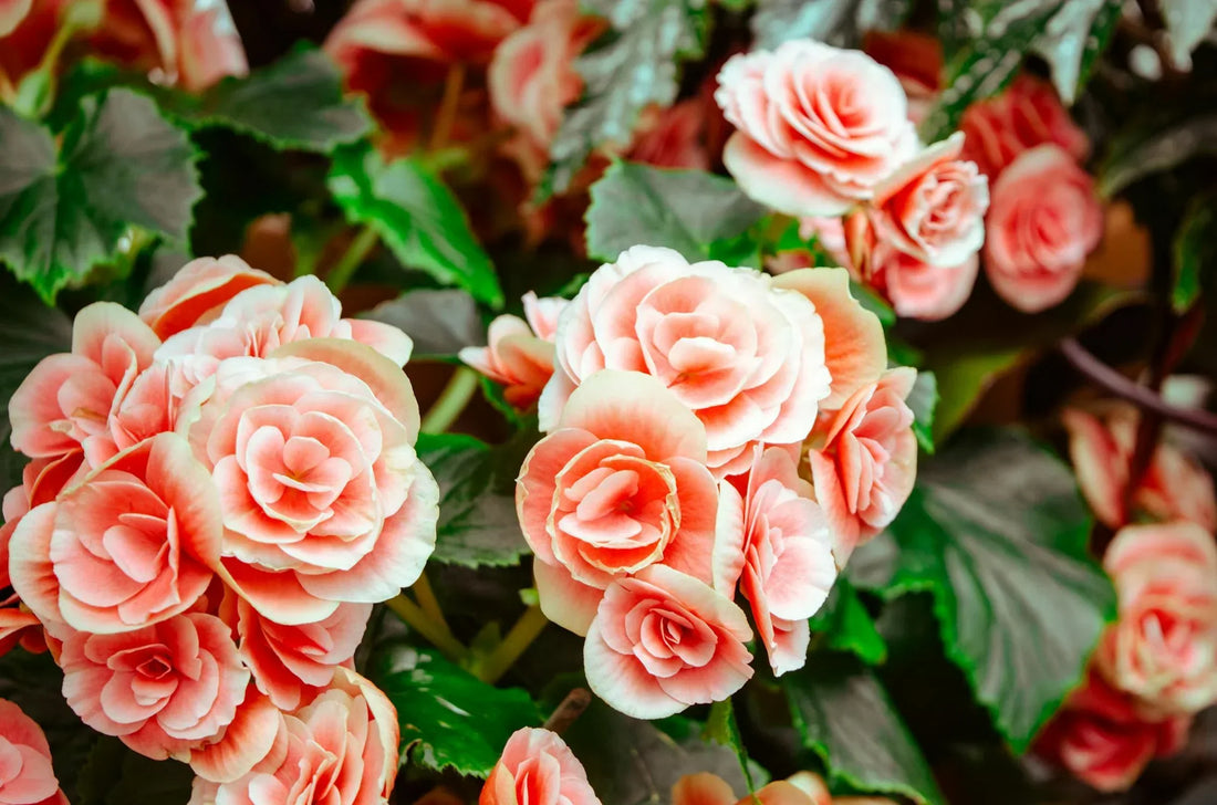 Le Rose che non ti aspetti: 3 varietà da scoprire a Maggio