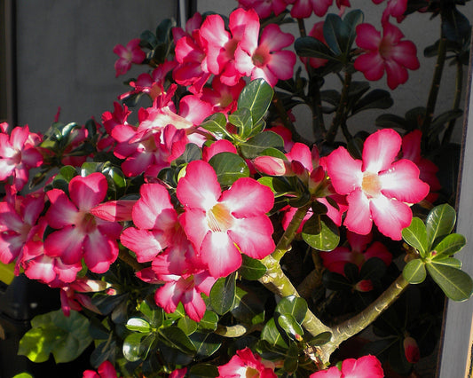 Ripresa vegetativa e cura estiva degli Adenium: Sole senza freni per le nostre "cicciottelle"
