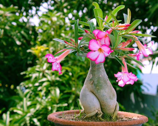 Tecniche avanzate di coltivazione dell’Adenium: uno sguardo verso l'Oriente