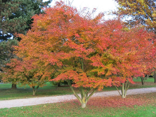 Acer palmatum "corallinum" - acero giapponese a fusti arancioni (Vaso 18 cm, INNESTATO)