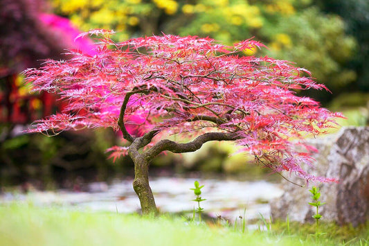 Acer palmatum "dissectum nigrum" - burgundy Japanese maple dissectum (Pot 18 cm, GRAFTED)