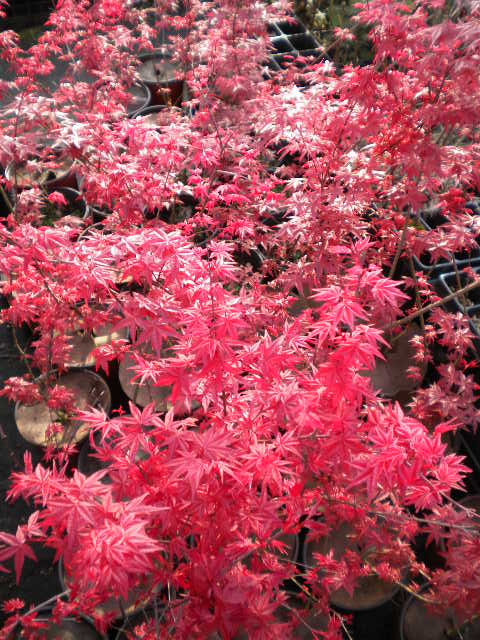 Acer Palmatum Cv. "Deshojo" - Red Japanese Maple (Square Vase 9X9X10 Cm, FRANCO)