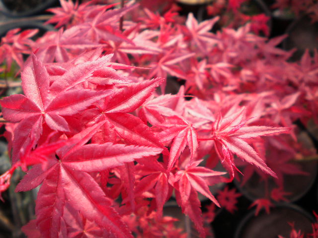 Acer palmatum cv. "deshojo" - red Japanese maple (Pot 18 cm, FRANCO)