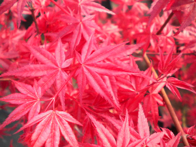 Acer Palmatum Cv. "Deshojo" - Acero Giapponese Rosso (Vaso Quadro 9X9X10 Cm, FRANCO)