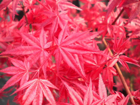 Acer Palmatum Cv. "Deshojo" - Acero Giapponese Rosso (Vaso Quadro 9X9X10 Cm, FRANCO)