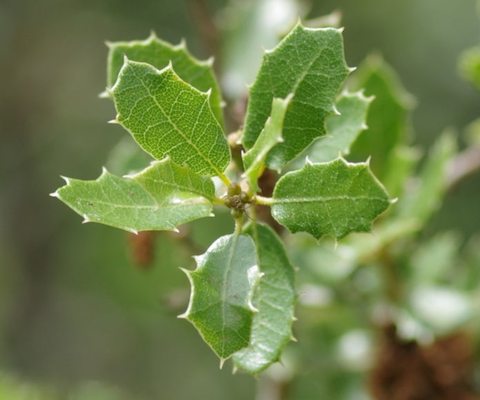 Quercus coccifera - quercia spinosa (Alveolo forestale)