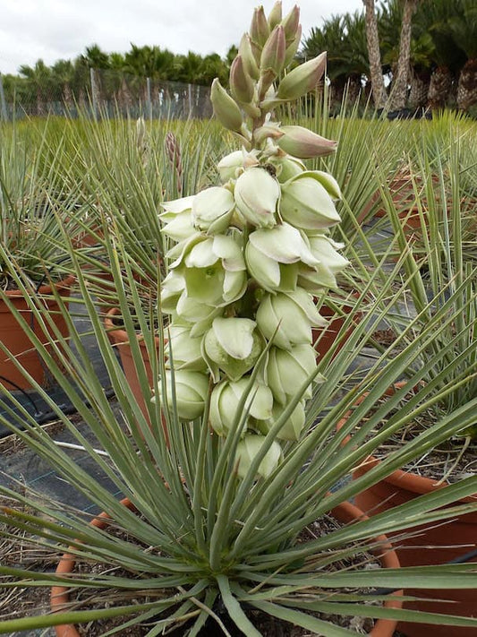 Yucca glauca - Yucca (Vaso quadro 7x7x10 cm)
