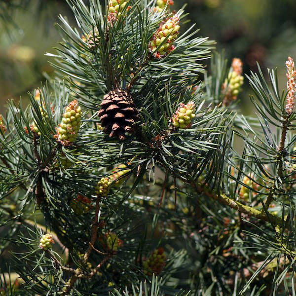 Pinus sylvestris - pino silvestre (Vaso quadro 9x9x20 cm)