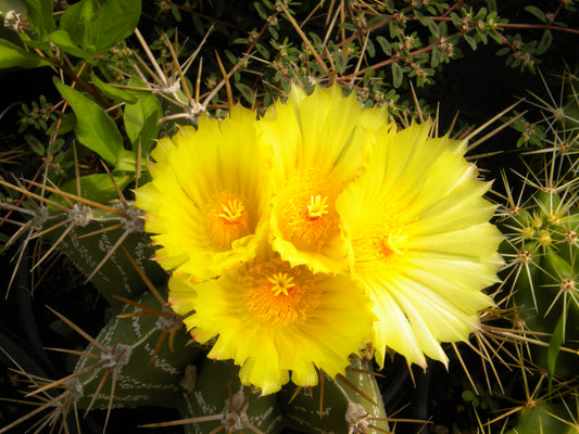 Astrophytum ornatum SMALL - priest's hat (Vase 18 cm)