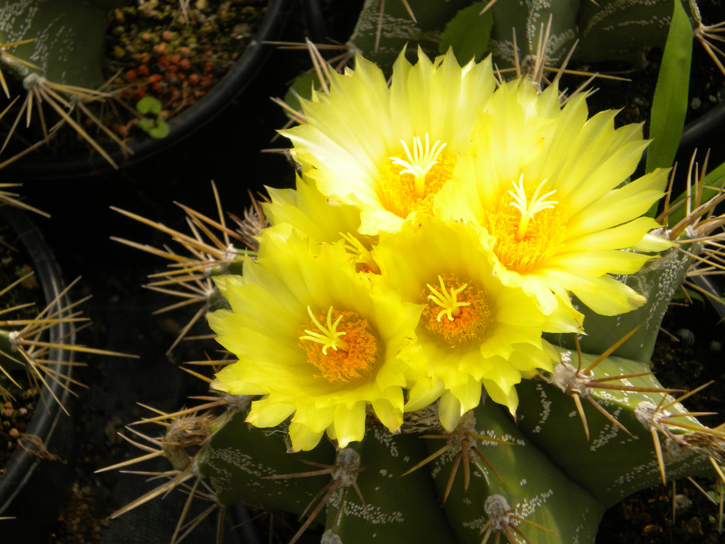 Astrophytum ornatum PICCOLO - cappello del prete (Vaso 18 cm)