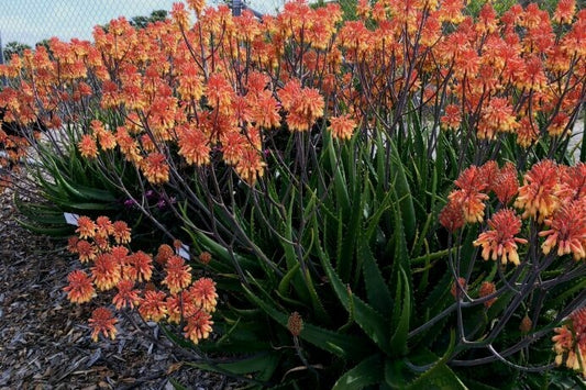 Aloe camperi - aloe Eru (Vaso quadro 7x7x10 cm)