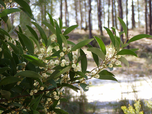 Acacia melanoxylon - Mimosa a legno nero (20 semi)