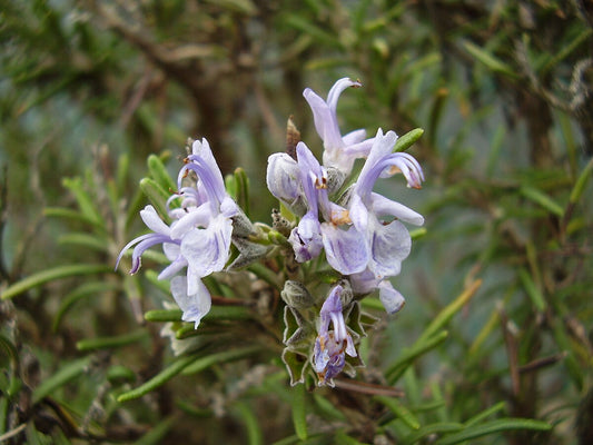 Rosmarinus officinalis erectus - rosmarino eretto SET 2 PIANTE (Alveolo forestale)