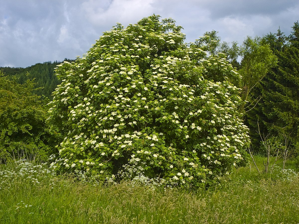 Sambucus nigra - elderberry (Square vase 9x9x20 cm)
