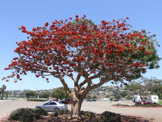 Erythrina caffra - albero del corallo (7-50 semi)