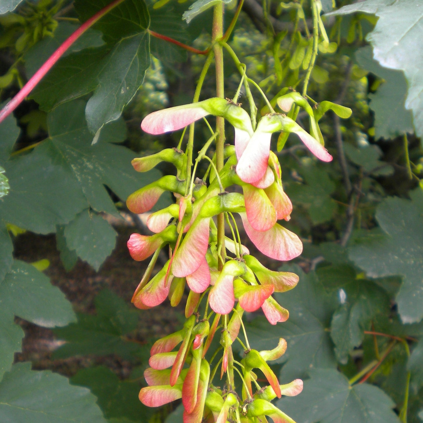 Acer pseudoplatanus - sycamore maple (Forest honeycomb)