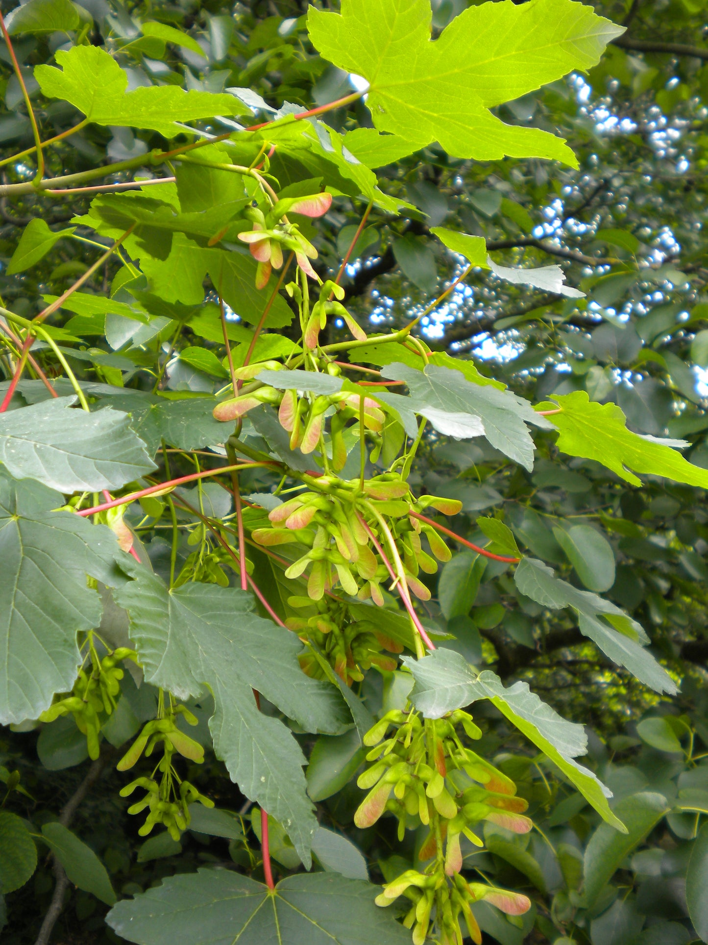Acer pseudoplatanus - sycamore maple (Forest honeycomb)