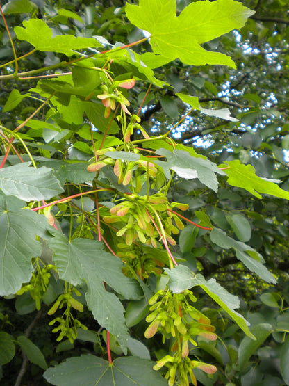 Acer pseudoplatanus - acero di monte (Alveolo forestale)