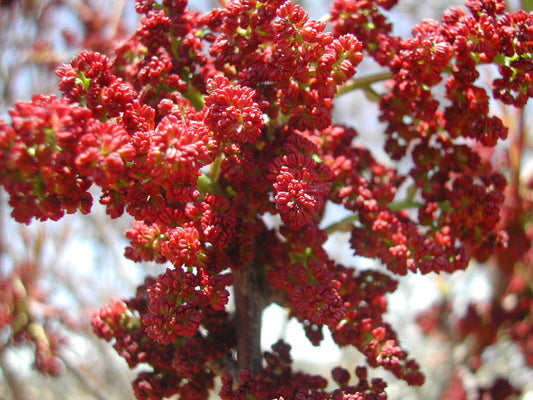 Pistacia terebinthus - terebinto (Alveolo forestale)