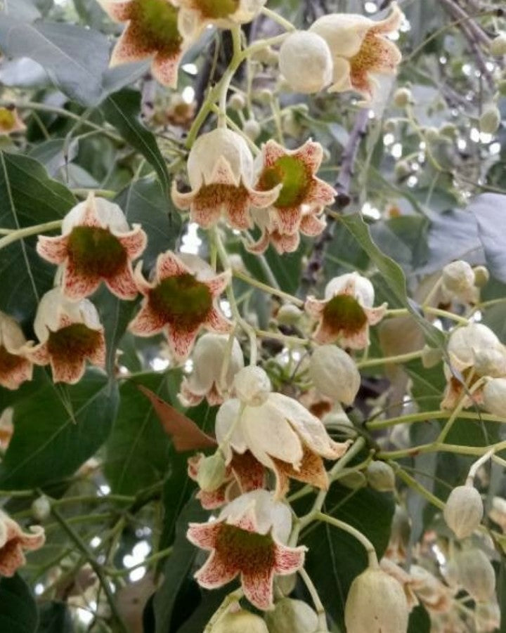 Brachychiton populneus - albero a bottiglia (Alveolo forestale)