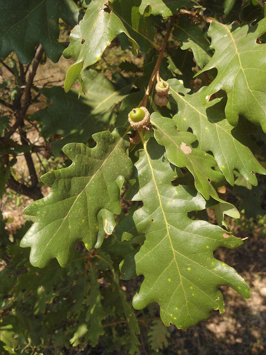 Quercus haynaldianum - quercia di Simonk (2 semi)