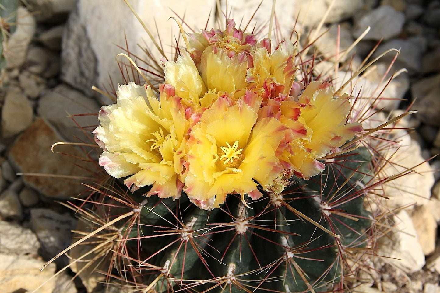 Ferocactus hamatacanthus - ferocactus (Alveolino)