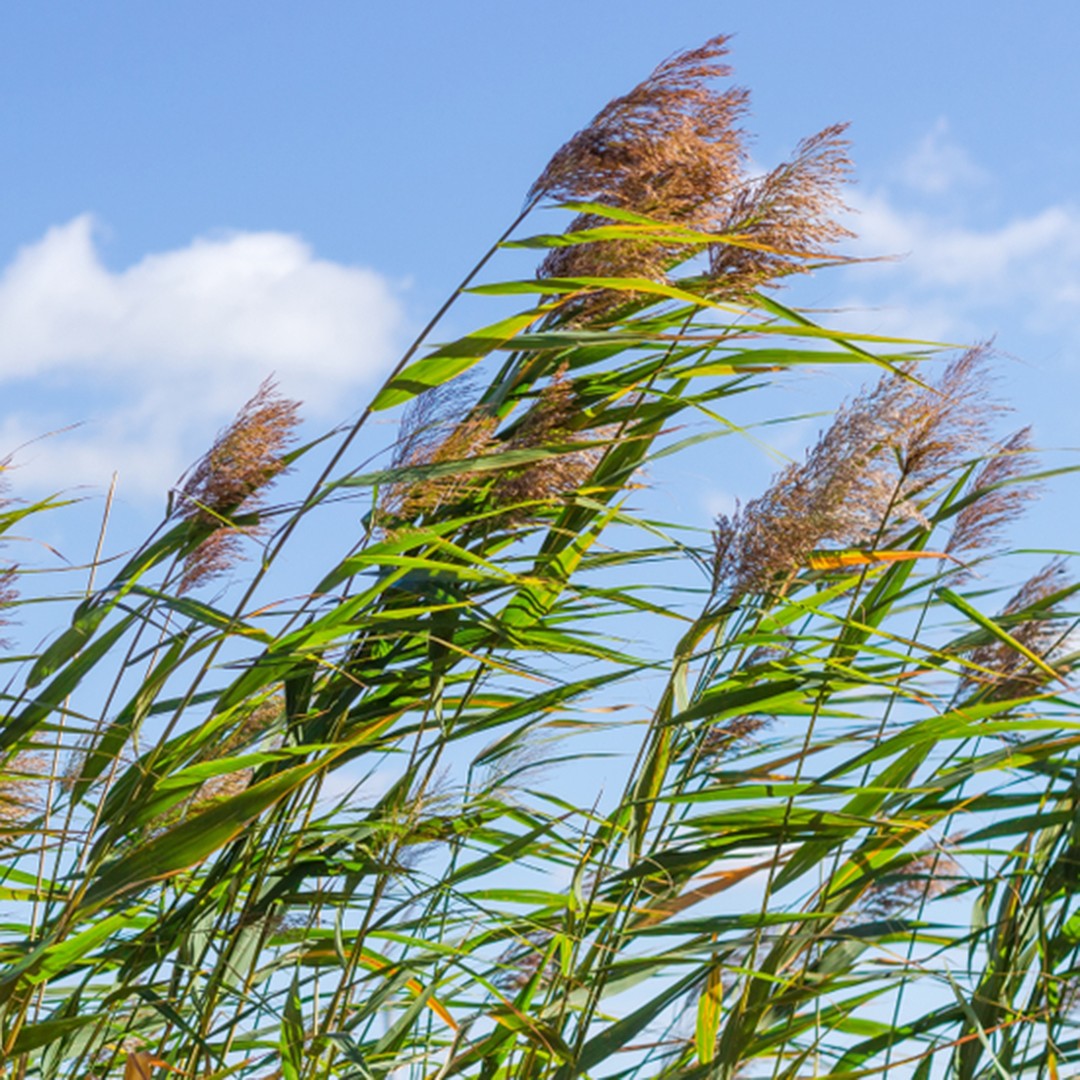 Phragmites australis - common reed (1 rhizome)