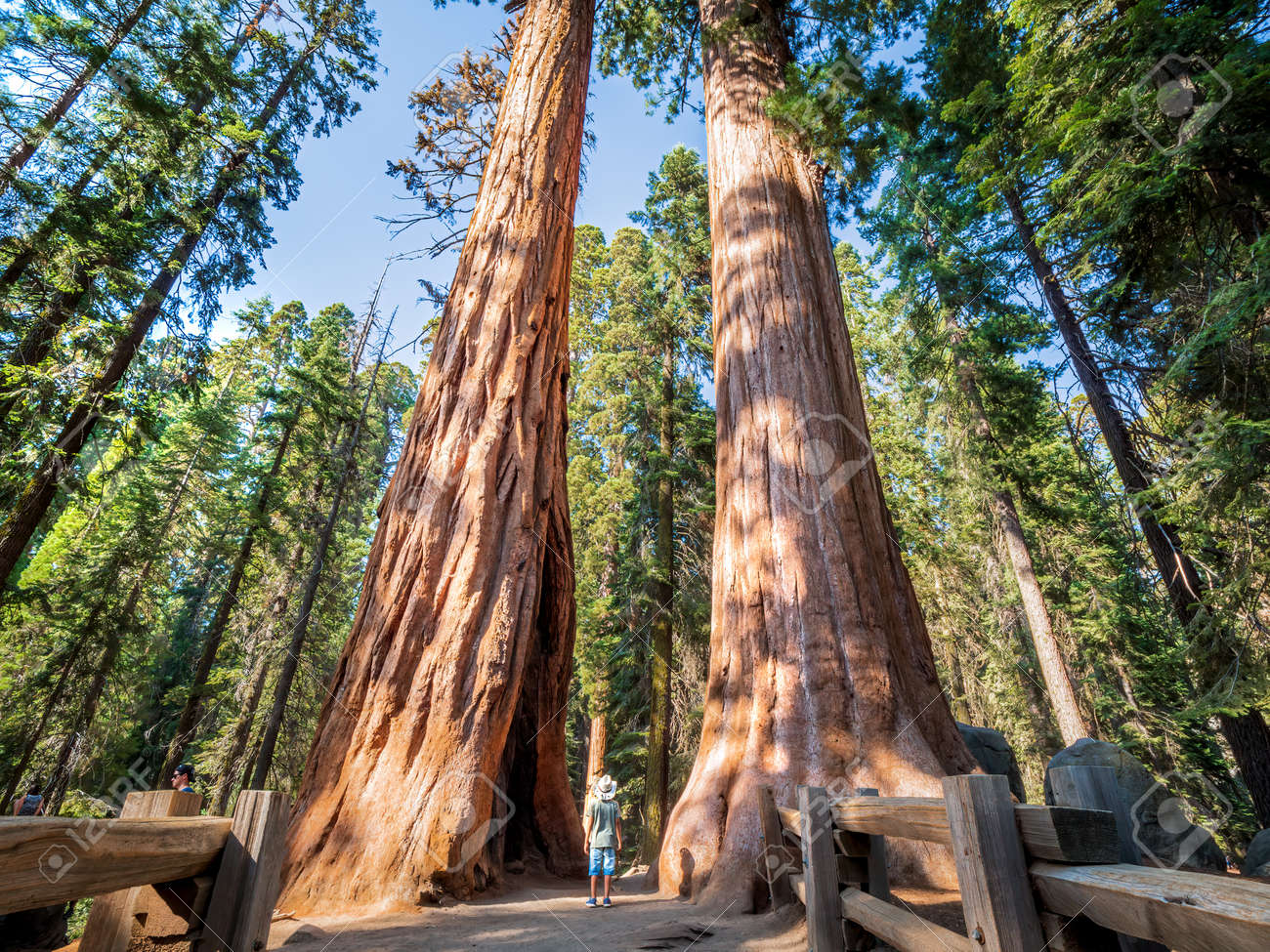 Sequoiadendron giganteum - sequoia gigante - Semi 0,1gr
