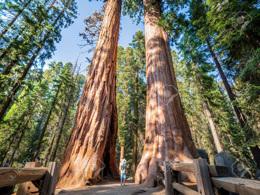Sequoiadendron giganteum - sequoia gigante - Semi 0,1gr