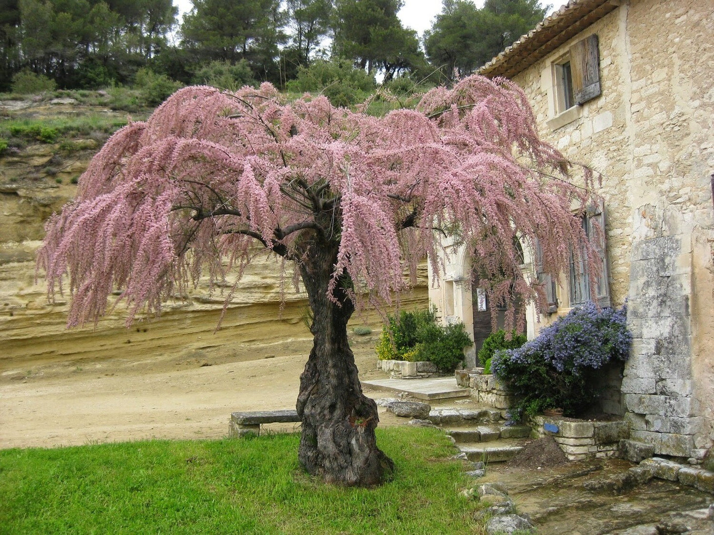 Tamarix gallica - tamerice (Alveolo forestale)