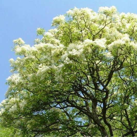 Fraxinus excelsior - frassino maggiore (Alveolo forestale)