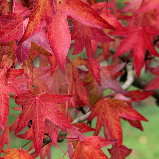 Liquidambar styraciflua - American styrax (Forest honeycomb)