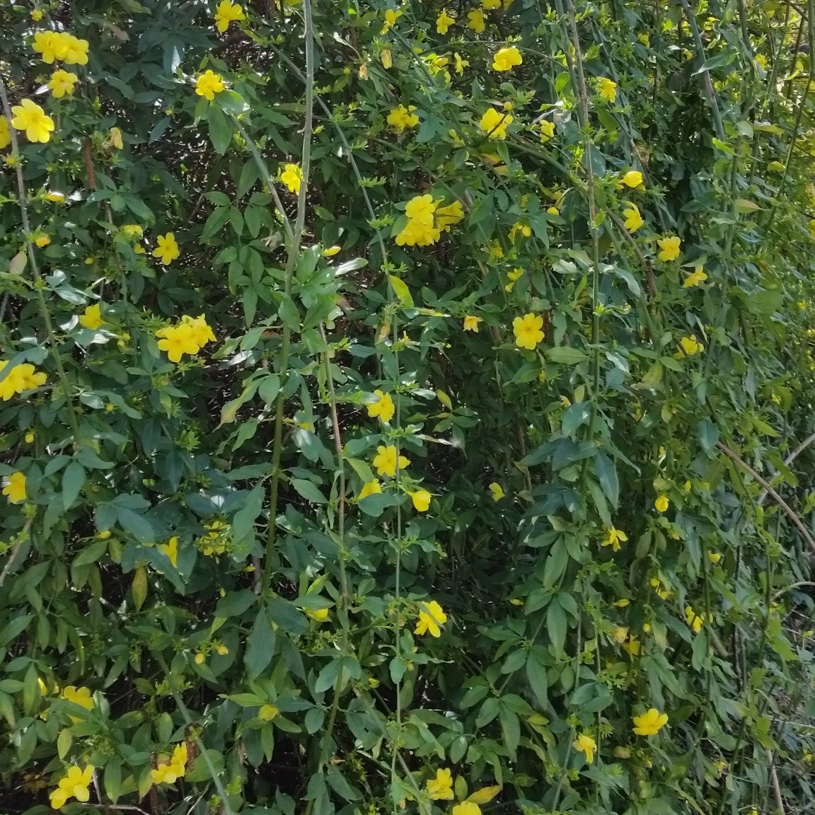 Jasminum nudiflorum - gelsomino di S. Giuseppe (Alveolo forestale)