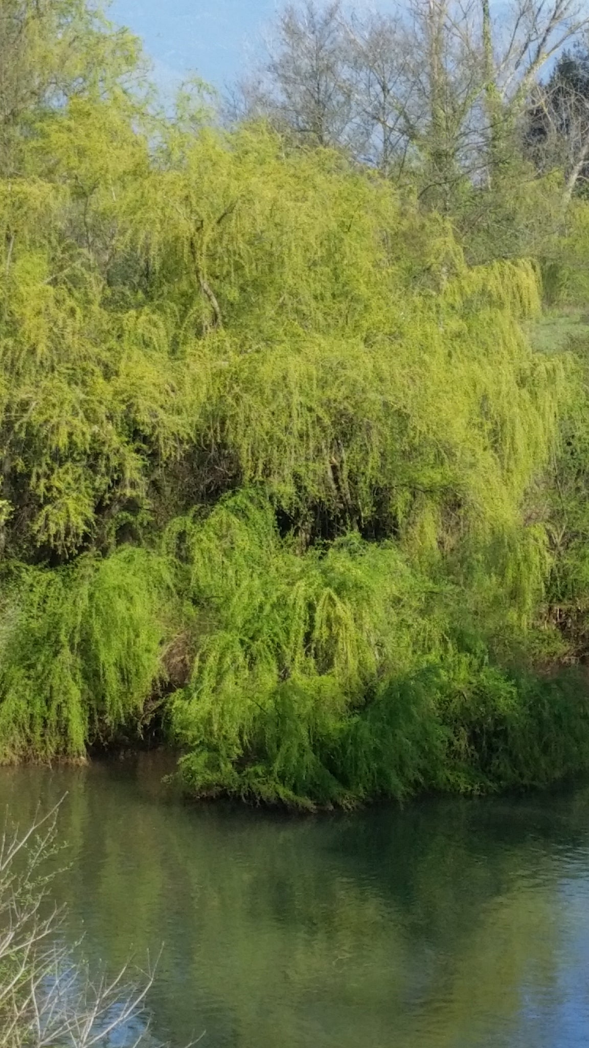 Salix alba subsp. Tristis - Salice bianco piangente (Alveolo forestale)