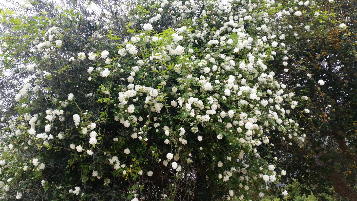 Rosa fortuniana cv "Maria Cilento" rosa di Fortrune (Alveolo forestale)