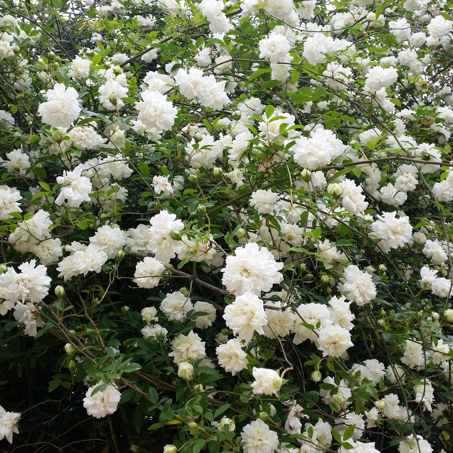 Rosa fortuniana cv "Maria Cilento" rosa di Fortrune (Alveolo forestale)