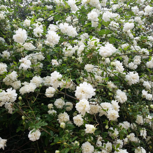 Rosa fortuniana cv "Maria Cilento"  rosa di Fortrune (Alveolo forestale)