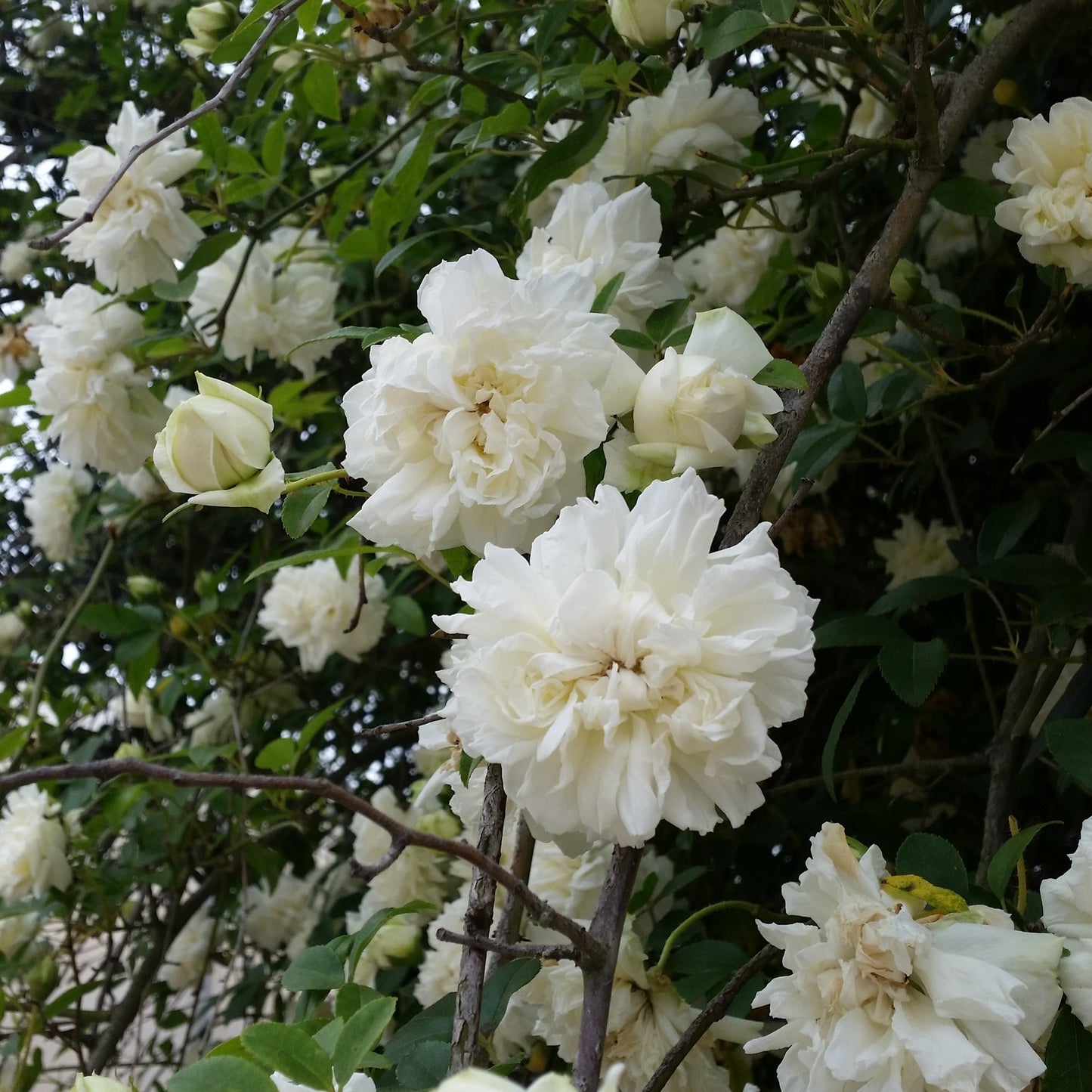 Rosa fortuniana cv "Maria Cilento" rosa di Fortrune (Alveolo forestale)
