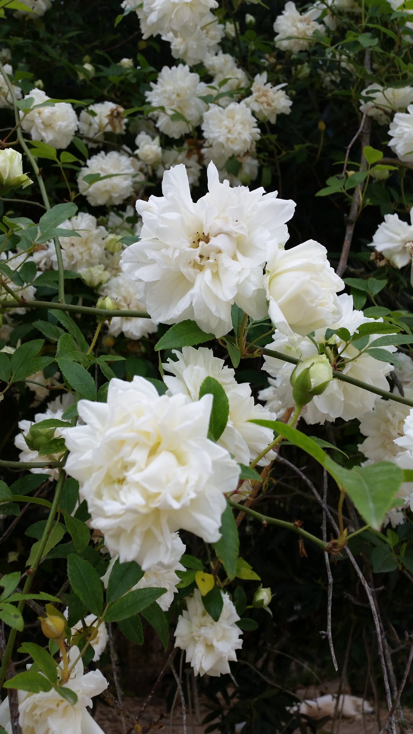Rosa fortuniana cv "Maria Cilento" rosa di Fortrune (Alveolo forestale)