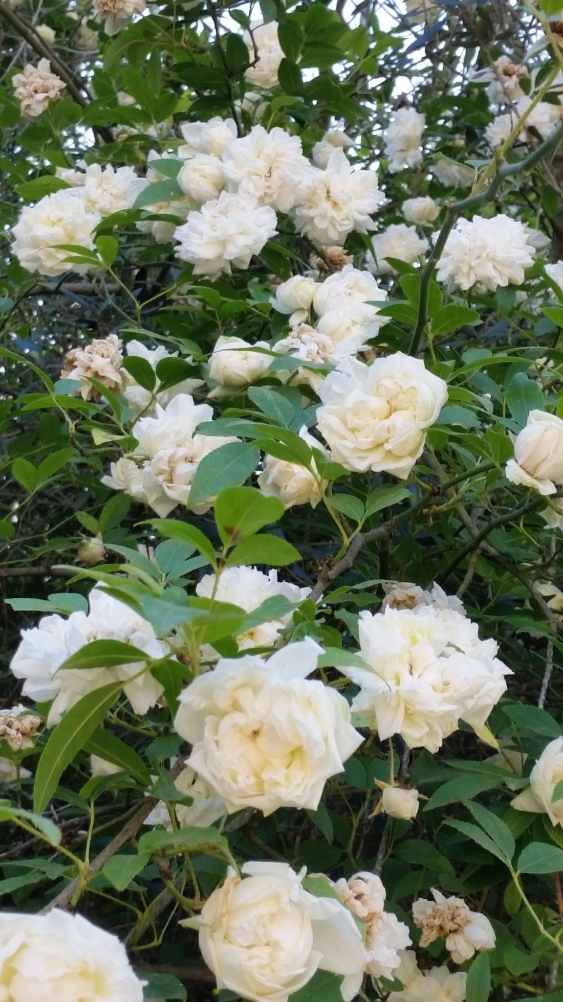 Rosa fortuniana cv "Maria Cilento" rosa di Fortrune (Alveolo forestale)