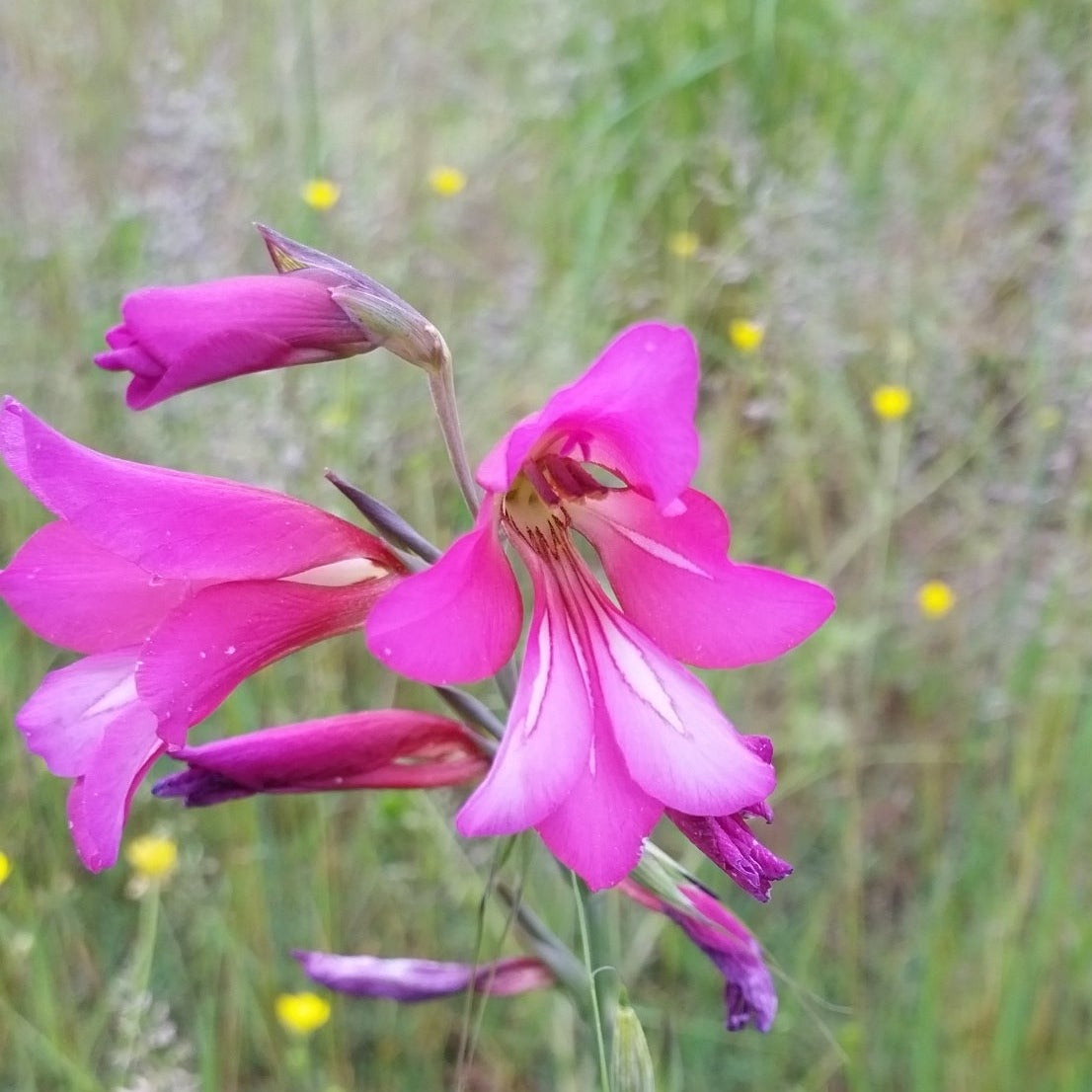 Gladiolus italicus - gladiolo dei campi (Vaso quadro 7x7x10 cm)