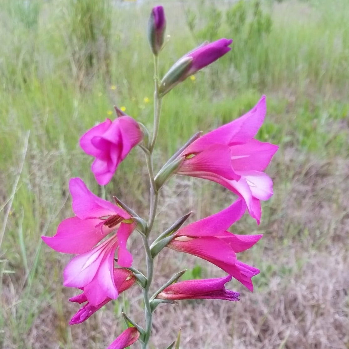 Gladiolus italicus - gladiolo dei campi (Vaso quadro 7x7x10 cm)