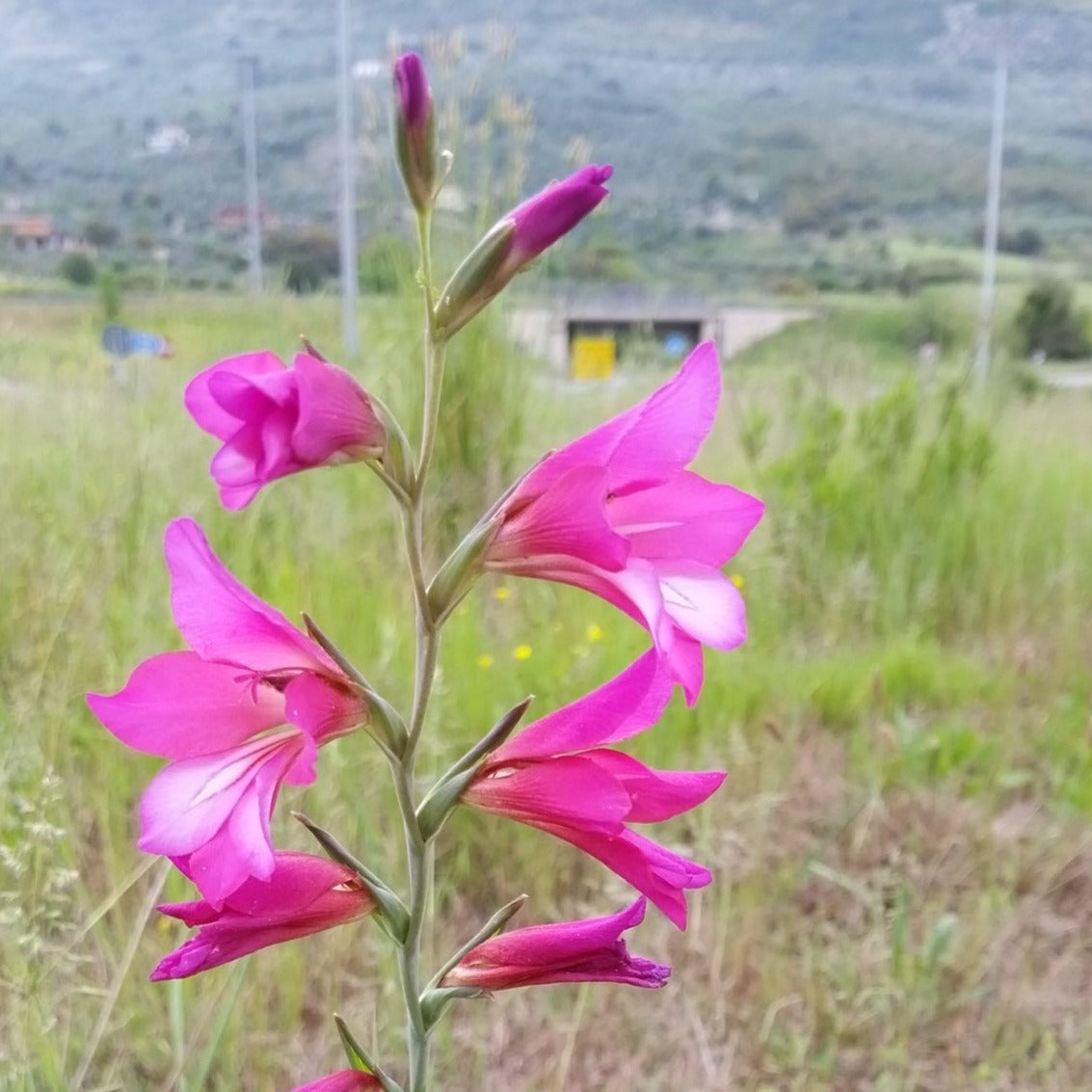 Gladiolus italicus - gladiolo dei campi (Vaso quadro 7x7x10 cm)
