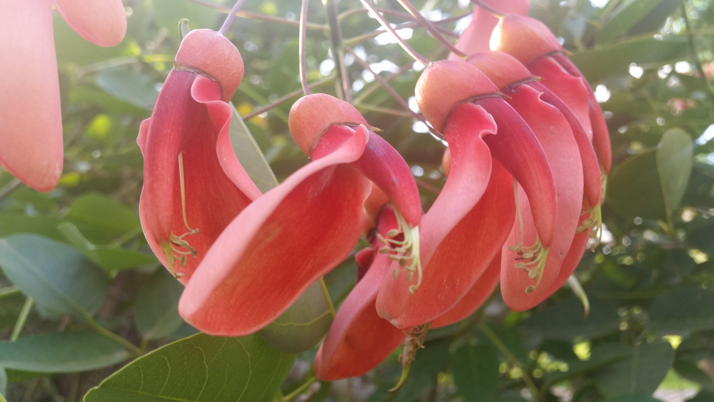 Erythrina dominguezii rosa - albero cresta del gallo fiori rosa (Vaso 24 cm)