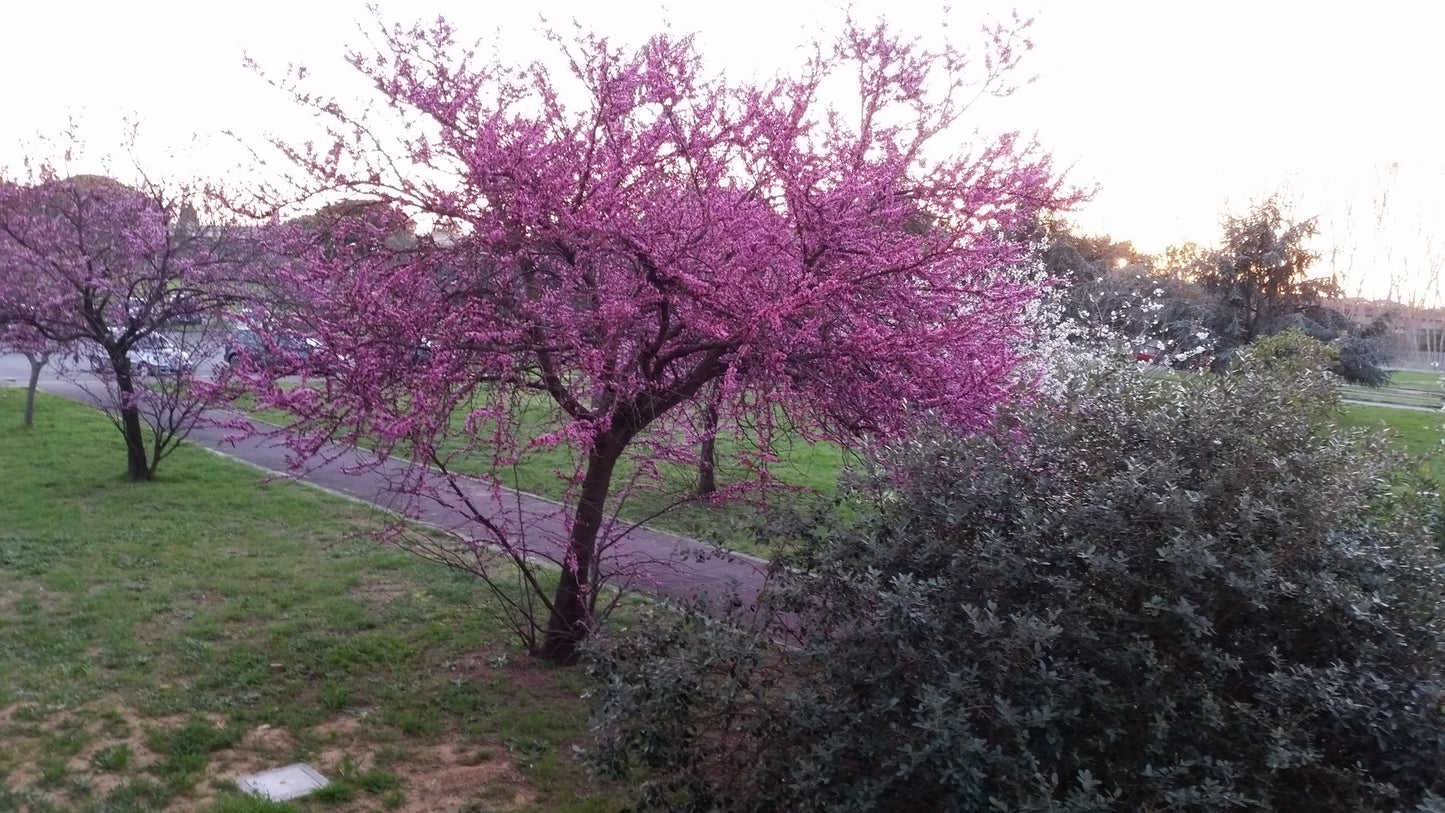 Cercis siliquastrum - albero di Giuda (Alveolo forestale)