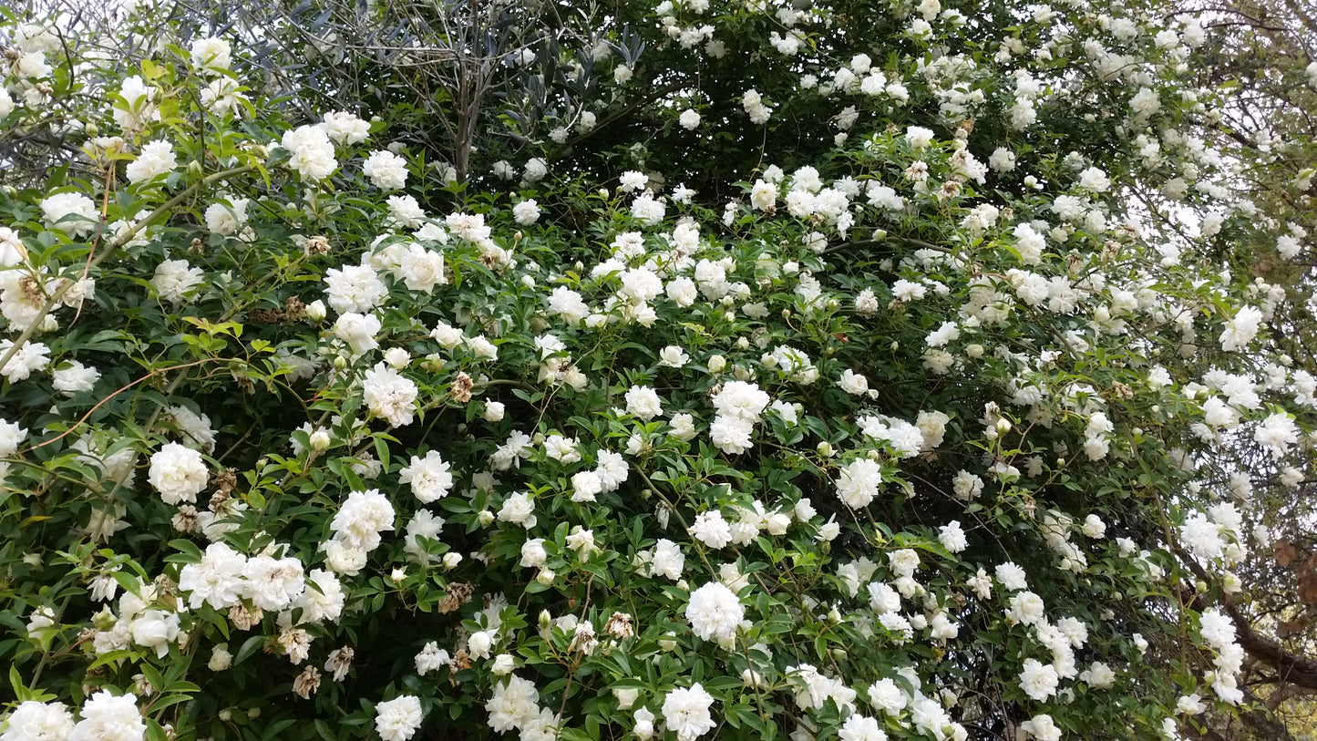 Rosa fortuniana cv "Maria Cilento" rosa di Fortrune (Alveolo forestale)
