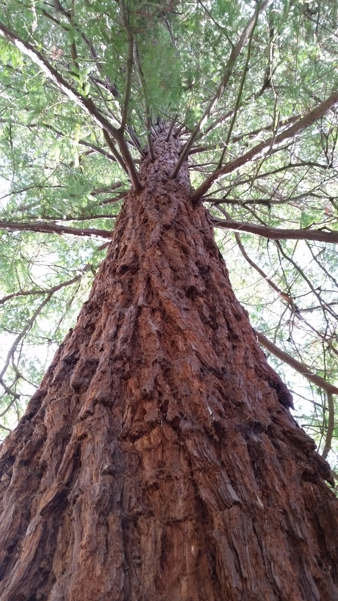 Sequoiadendron sempervirens - sequoia (Vaso quadro 12x12x20 cm)