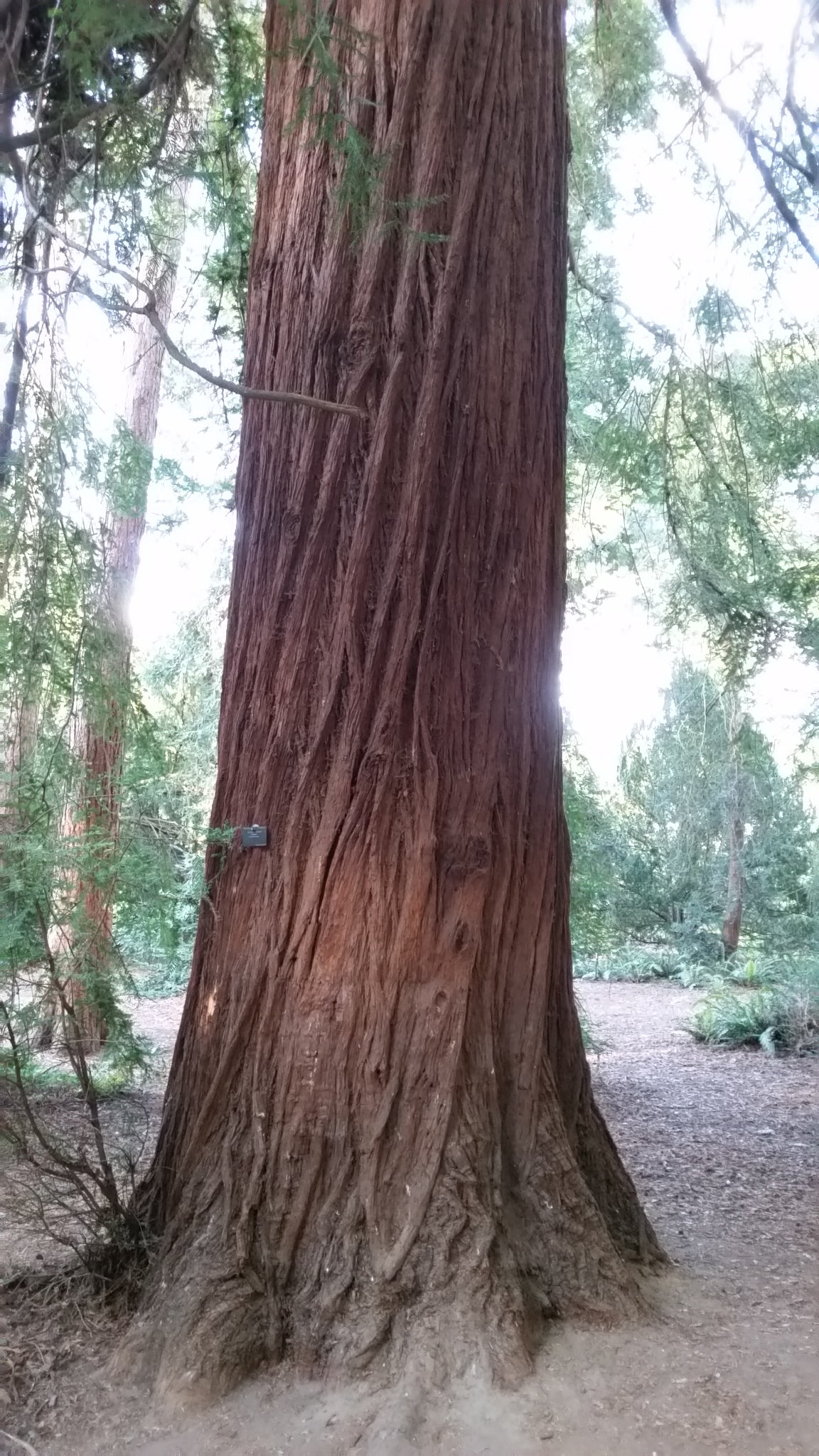 Sequoiadendron sempervirens - sequoia (Vaso quadro 12x12x20 cm)