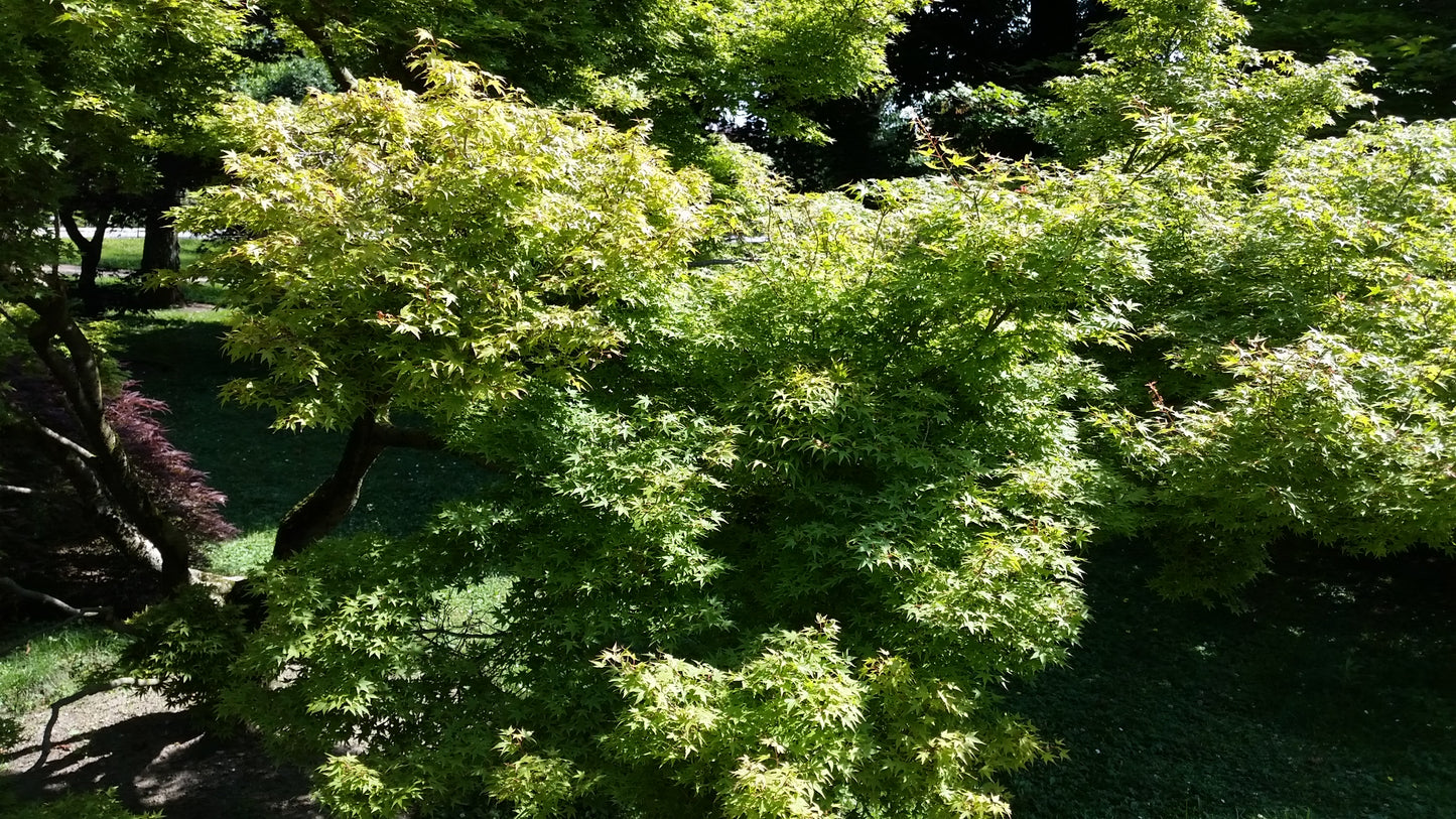 Acer Palmatum Polymorphum Cv. "Viridis" - Acero Giapponese Verde (Vaso Quadro 9X9X20 Cm, FRANCO)