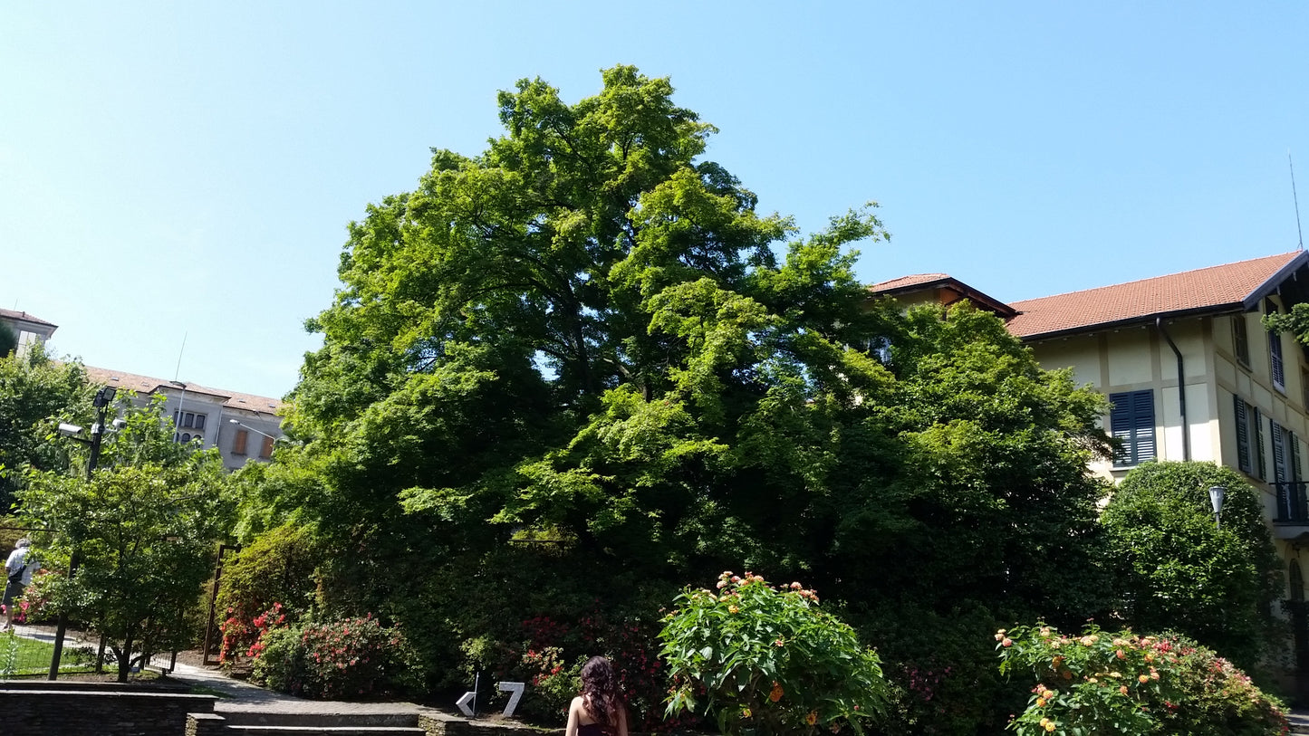 Acer palmatum cv. "viridis" FRANCO - acero giapponese verde (Vaso 18 cm)